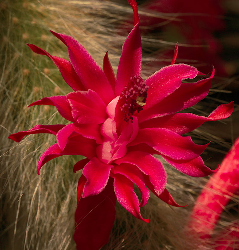 Cleistocactus samaipatanus